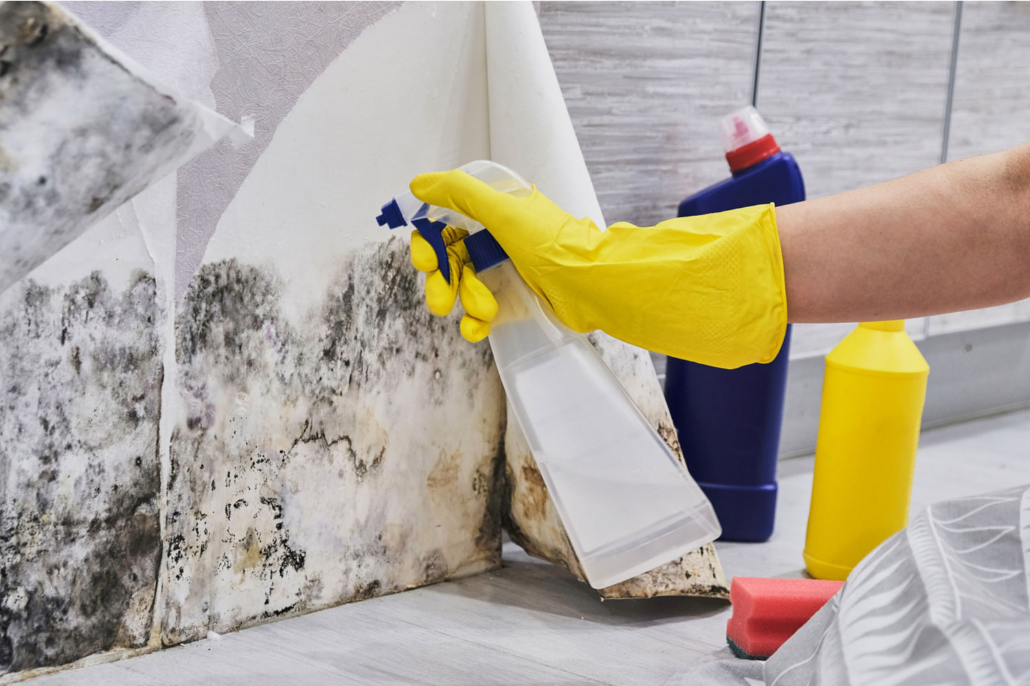Commercial mould cleaning Sydney